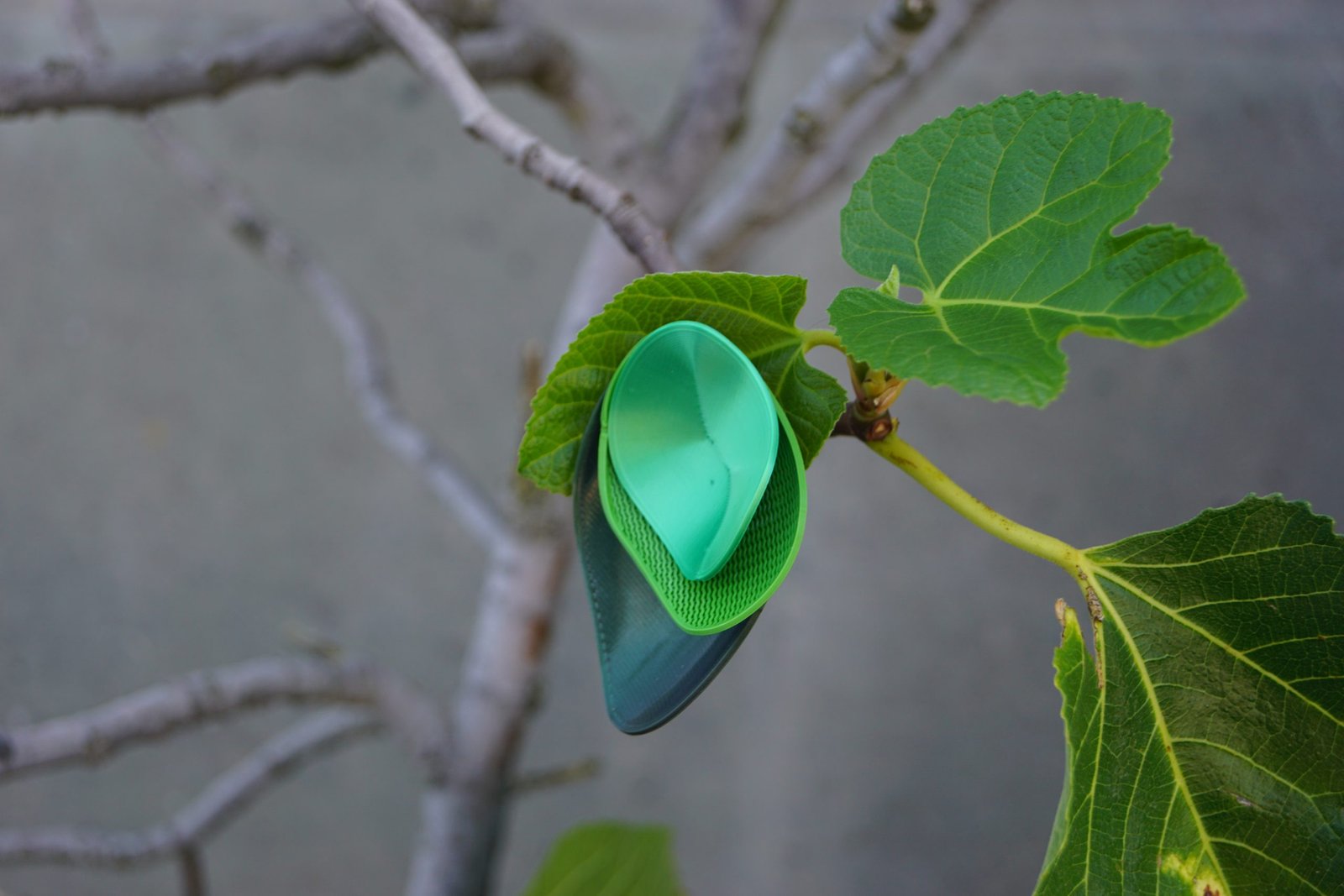 Pendientes Acetabularia de Rebs Design Lab inspirados en formas marinas.